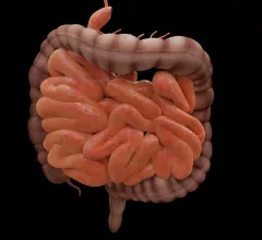 intestine