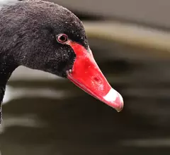 black swan 2