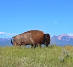 Bison Montana buffalo rural