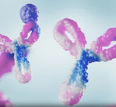 Illustration showing how procizumab captures circulating dipeptidyl peptidase 3 (cDPP3) to block this key molecular driver of shock. Illustrations courtesy of 4TEEN4 