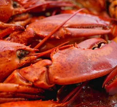 lobster