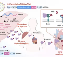 A single injection of saNppa lipid nanoparticles enables self-amplification and high-yield pro-ANP production for more than 28 days. Circulating pro-ANP is selectively cleaved by the cardiac protease corin into active ANP, activating NPR1/cGMP signaling in the heart. Image courtesy of Science, Kaiyue Zhang et al. https://www.science.org/doi/10.1126/science.adu9394