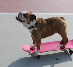 dog on skateboard