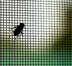 Fly Queen Insect