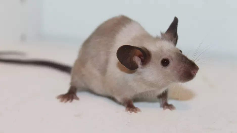 Mouse | Rat Thumbnail