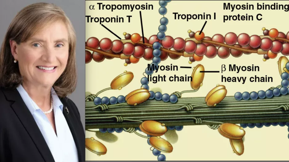 Christine Seidman, MD, director of the cardiovascular genetics program, cardiovascular medicine specialist, Brigham & Women’s Hospital, discusses the use of genetics to crack the code of cardiovascular diseases to enable earlier prevention and interventions. She was named the winner of the American Heart Association (AHA) 2022 Research Achievement Award, AHA's highest honor.