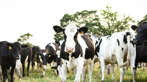 avian flu H5N1 in domestic cattle cows
