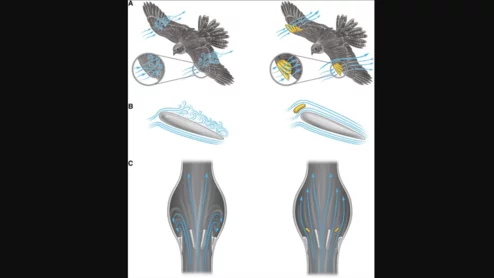 StreamlineValve self-cleaning TAVR valve inspired by nature