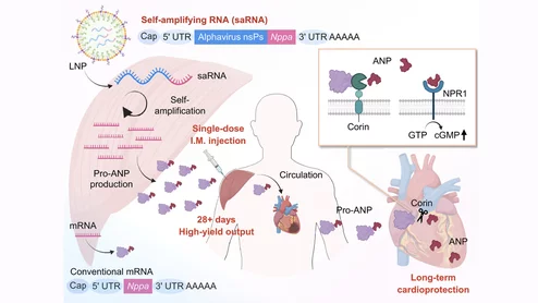 A single injection of saNppa lipid nanoparticles enables self-amplification and high-yield pro-ANP production for more than 28 days. Circulating pro-ANP is selectively cleaved by the cardiac protease corin into active ANP, activating NPR1/cGMP signaling in the heart. Image courtesy of Science, Kaiyue Zhang et al. https://www.science.org/doi/10.1126/science.adu9394