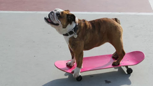 dog on skateboard