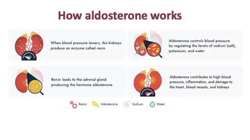 How aldosterone works to treat hypertension.