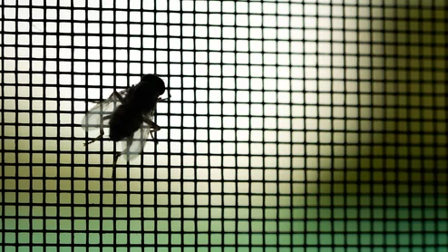 Fly Queen Insect