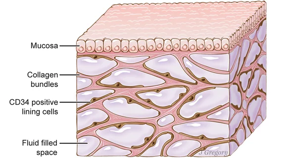 interstitium.jpg
