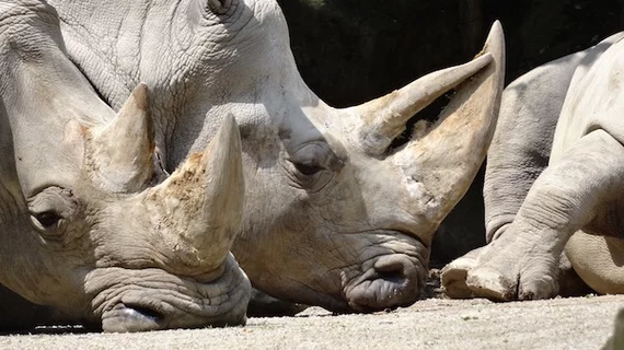 Rhino