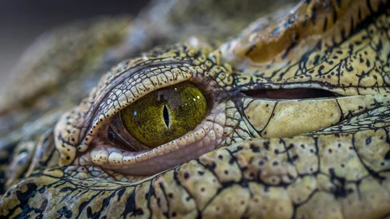 crocodile 