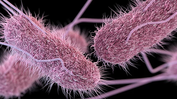 salmonella_750px.jpg