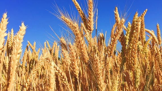 Barley