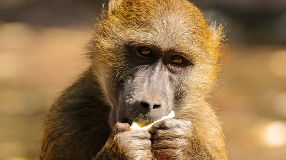 Baboon