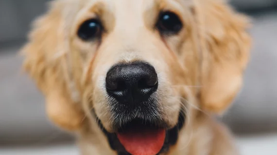 Golden Retriever | Dog