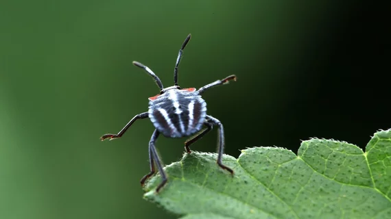 Bug