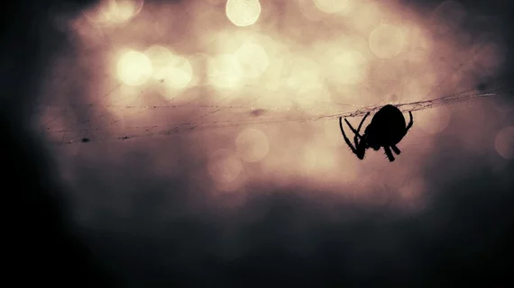 spider-407141_960_720.jpg
