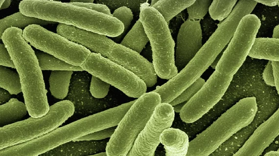 Bacteria