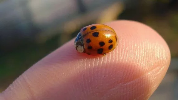 Fingertip