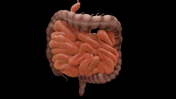 intestine