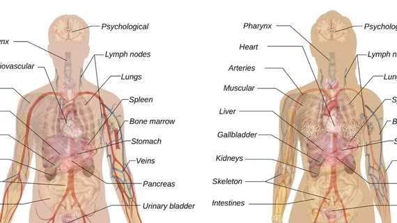 Anatomy