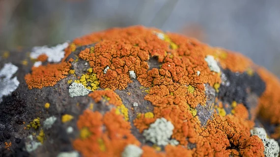 Fungus