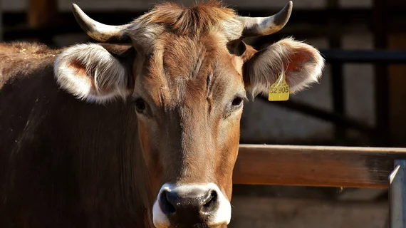beef cow