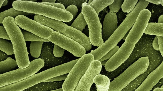 bacteria.jpg