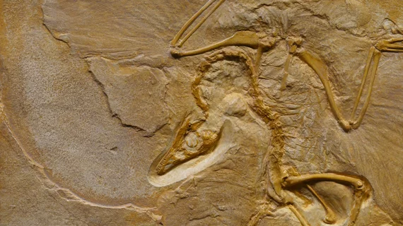 fossil_evolution.jpg