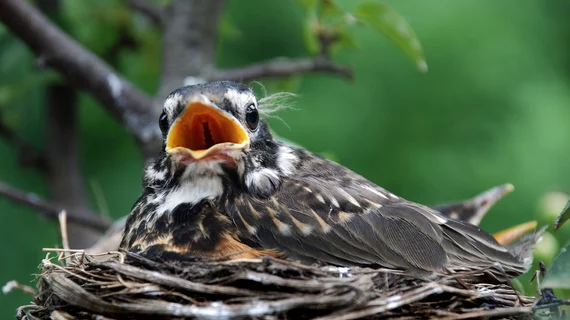 baby_bird.jpg