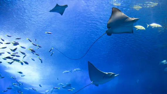 Stingrays aquarium 