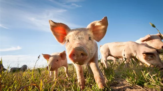 Pigs Pig Stock Photo