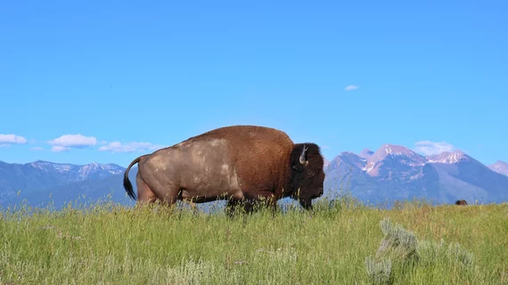Bison Montana buffalo rural