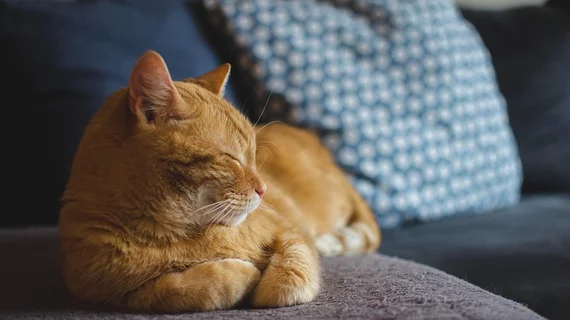 cat feline kitty meow meow