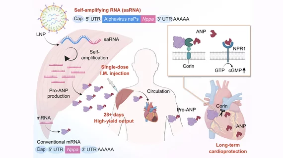 A single injection of saNppa lipid nanoparticles enables self-amplification and high-yield pro-ANP production for more than 28 days. Circulating pro-ANP is selectively cleaved by the cardiac protease corin into active ANP, activating NPR1/cGMP signaling in the heart. Image courtesy of Science, Kaiyue Zhang et al. https://www.science.org/doi/10.1126/science.adu9394