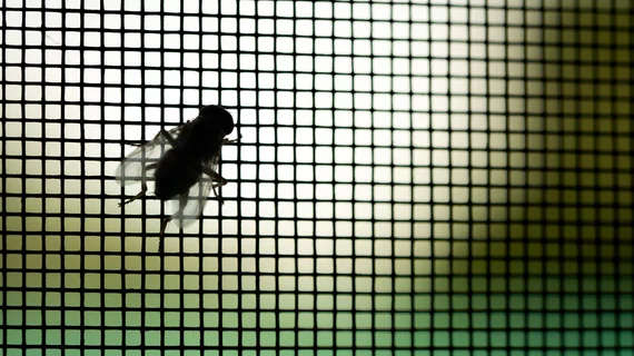 Fly Queen Insect