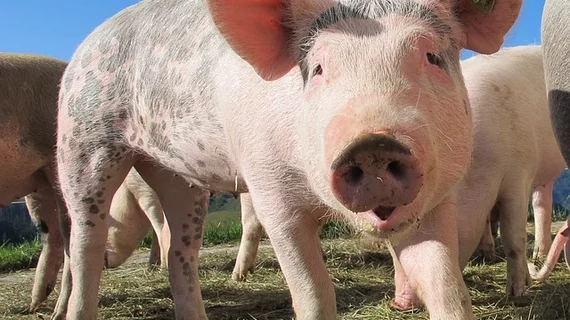 pig-214349_640.jpg Thumbnail